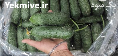 خیار خاردار گلخانه ای یزد در گروه خرید و فروش خیار در یکمیوه -عکس1