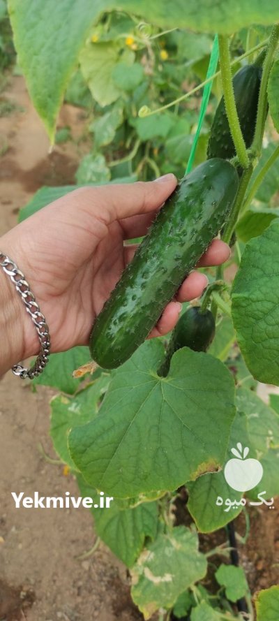 فروش خیار خاردار گلخانه ای یزد در گروه خرید و فروش خیار در یکمیوه -عکس1
