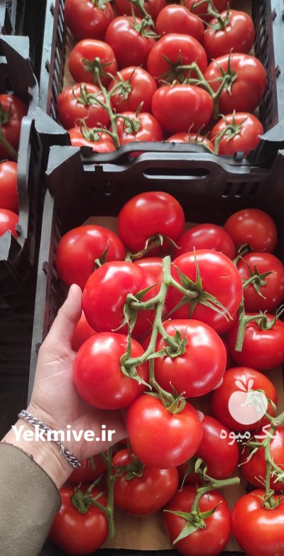 فروش گوجه 4129 در یزد در گروه خرید و فروش گوجه فرنگی در یکمیوه -عکس1