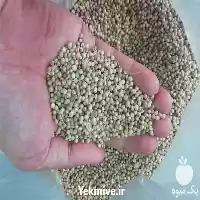 قیمت خرید تخم گیشنیز توپی در ساری در گروه خرید و فروش گیاهان دارویی در یکمیوه