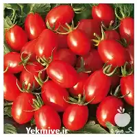 فروش گوجه زیتونی صادراتی در گروه خرید و فروش گوجه فرنگی در یکمیوه