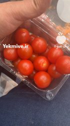 گوجه چری گیلاسی در شهرضا در گروه خرید و فروش گوجه فرنگی در یکمیوه