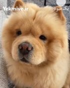 خرید و فروش سگ چاو چاو در کرج در گروه سگ و گربه در یکمیوه