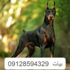 خرید و فروش سگ دوبرمن سگ در کوهسار در گروه سگ و گربه در یکمیوه