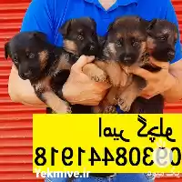 قیمت خرید توله سگ 45 روزه در مهر در گروه سگ و گربه در یکمیوه