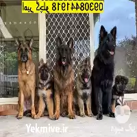 خرید فروش خرید سگ نگهبان توله در گروه سگ و گربه در یکمیوه