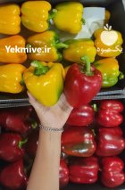 صادرات فلفل دلمه رنگی گلخانه ای در یزد در گروه خرید و فروش فلفل در یکمیوه