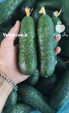 فروش خیار خاردار در یزد در گروه خرید و فروش خیار در یکمیوه