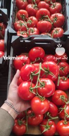 فروش گوجه 4129 در یزد در گروه خرید و فروش گوجه فرنگی در یکمیوه