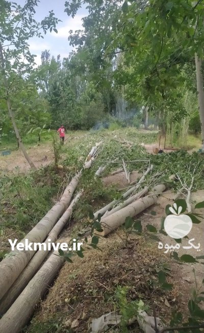 فروش چوب صنوبر و ذغالی در نصیرآباد در گروه خرید و فروش انواع چوب در یکمیوه -عکس1