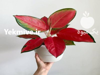 گل گیاه گلخانه شکوفه گلدان گل در میاندوآب در گروه خرید و فروش گیاهان زینتی در یکمیوه -عکس1