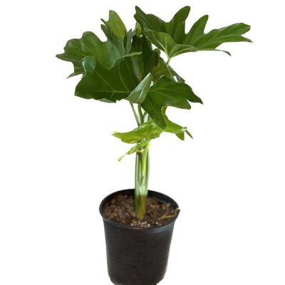 گل گیاه گلخانه شکوفه گلدان گل در میاندوآب در گروه خرید و فروش گیاهان زینتی در یکمیوه -عکس3