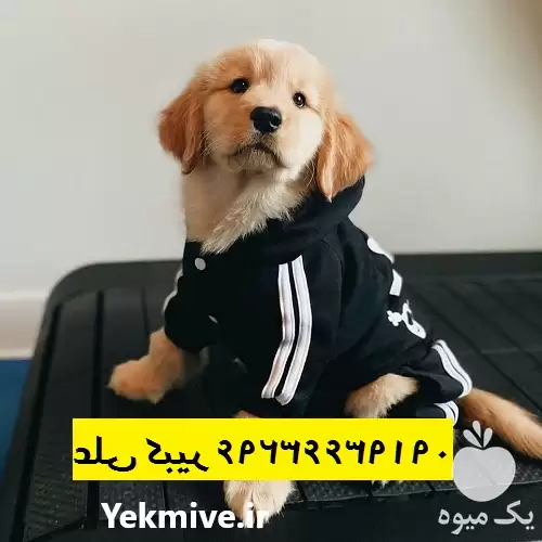 فروش توله سگ گلدن رتریور در کرج در گروه سگ و گربه در یکمیوه -عکس1