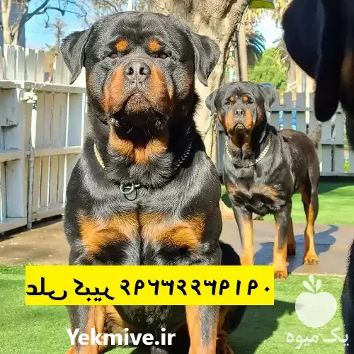 سگ آموزش دیده روتوایلر خرید سگ در تهران در گروه سگ و گربه در یکمیوه -عکس1