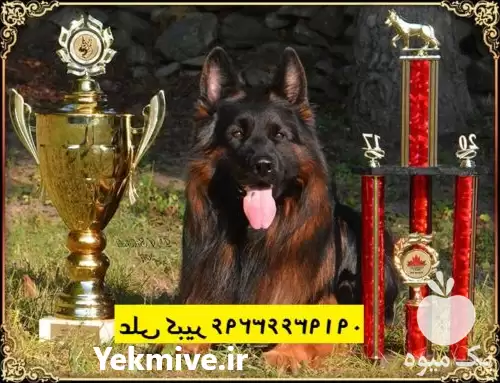 فروش سگ پلیسی ژرمن شپرد خرید در تهران در گروه سگ و گربه در یکمیوه -عکس1
