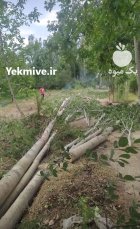 فروش چوب صنوبر و ذغالی در نصیرآباد در گروه خرید و فروش انواع چوب در یکمیوه