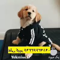 فروش توله سگ گلدن رتریور در کرج در گروه سگ و گربه در یکمیوه