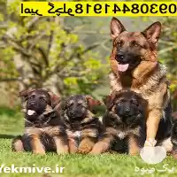 قیمت خرید توله سگ 45 روزه در گروه سگ و گربه در یکمیوه