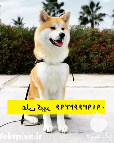 خرید فروش سگ آکیتا ژاپنی قیمت در تهران در گروه سگ و گربه در یکمیوه -عکس1