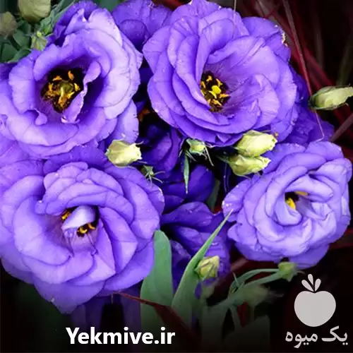 قیمت خرید بذر گل های زینتی در گروه خرید و فروش بذر گل در یکمیوه -عکس1