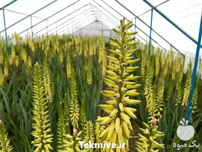 قیمت خرید بوته آلوئه ورا در ساری در گروه خرید و فروش گیاهان دارویی در یکمیوه -عکس1