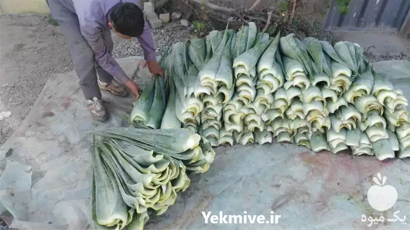 پاجوش آلوئه ورا قیمت فروش در ساری در گروه خرید و فروش پاجوش گل و گیاه در یکمیوه -عکس1