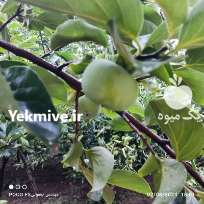 خرمالو سبز رنگ در نکا در گروه خرید و فروش خرمالو در یکمیوه -عکس1