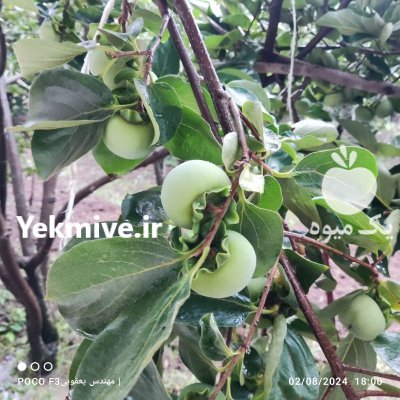 خرمالو سبز رنگ در نکا در گروه خرید و فروش خرمالو در یکمیوه -عکس2