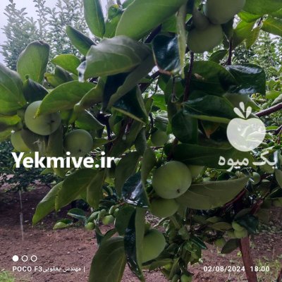 خرمالو سبز رنگ در نکا در گروه خرید و فروش خرمالو در یکمیوه -عکس3