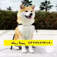 خرید فروش سگ آکیتا ژاپنی قیمت در تهران در گروه سگ و گربه در یکمیوه