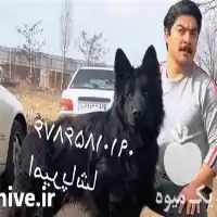 مرکز پرورش فروش آموزش انواع نژاد در کرج در گروه سگ و گربه در یکمیوه