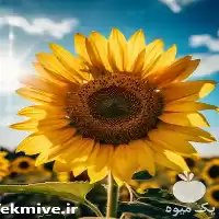 فروش بذر تخمه آفتابگردان هیبرید در اصفهان در گروه خرید و فروش انواع تخمه در یکمیوه