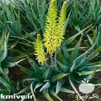 فروش قرار داد تضمینی برگ آلوئه در گروه خرید و فروش گیاهان دارویی در یکمیوه