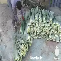 پاجوش آلوئه ورا قیمت فروش در ساری در گروه خرید و فروش پاجوش گل و گیاه در یکمیوه