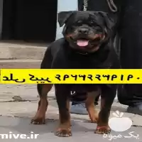 خرید فروش سگ روتوایلر پوزه دلقکی در گروه سگ و گربه در یکمیوه