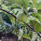 خرمالو سبز رنگ در نکا در گروه خرید و فروش خرمالو در یکمیوه