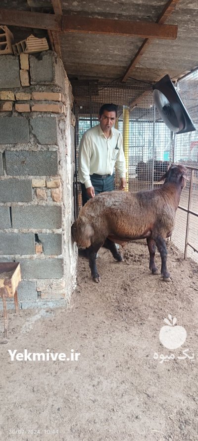 فروش قوچ هترو مناسب جفت گیری در گروه گاو و گوسفند و میش و بز کهره گوساله در یکمیوه -عکس2