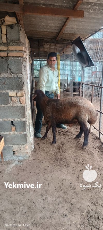 فروش قوچ هترو مناسب جفت گیری در گروه گاو و گوسفند و میش و بز کهره گوساله در یکمیوه -عکس1