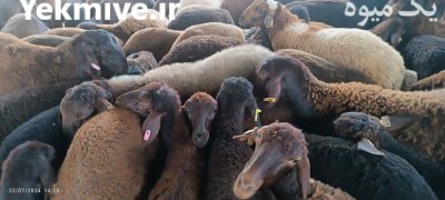 خرید و فروش گوسفند و بره و قوچ در گرگان در گروه گاو و گوسفند و میش و بز کهره گوساله در یکمیوه -عکس1
