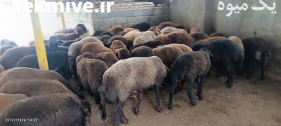 خرید و فروش گوسفند و بره و قوچ در گرگان در گروه گاو و گوسفند و میش و بز کهره گوساله در یکمیوه -عکس2