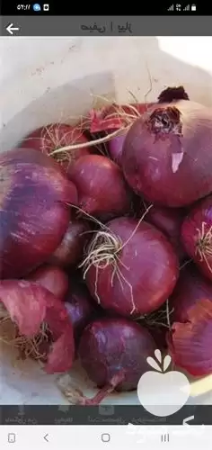 قیمت خرید پیاز قرمز در کرمانشاه در گروه خرید و فروش پیاز در یکمیوه -عکس1