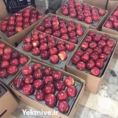 تامین کننده سیب درختی در ارومیه در گروه خرید و فروش سیب در یکمیوه -عکس1