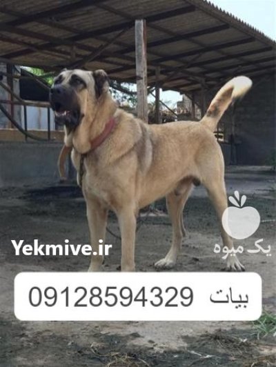 خرید و فروش سگ پژدر عراقی در گروه سگ و گربه در یکمیوه -عکس1