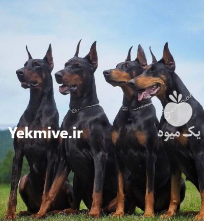 خرید و فروش سگ دوبرمن در کمال شهر در گروه سگ و گربه در یکمیوه -عکس1