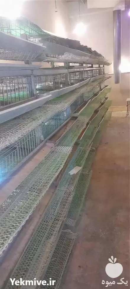 فروش قفس پرنده تک رو دو در مشهد در گروه تجهیزات مرغداری در یکمیوه -عکس1