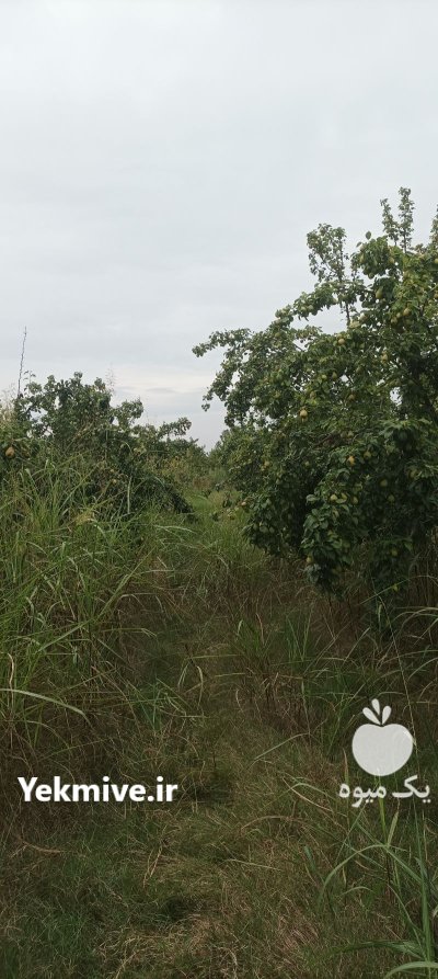 فروش گلابی اسپادانا و موشو در گروه خرید و فروش گلابی در یکمیوه -عکس1