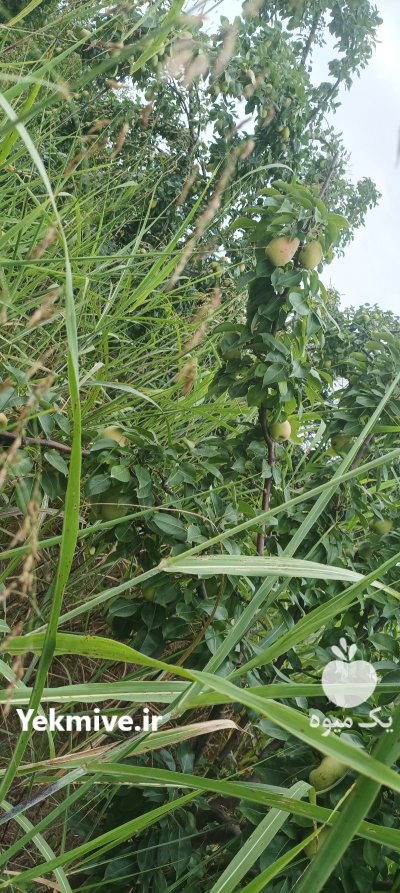 فروش گلابی اسپادانا و موشو در گروه خرید و فروش گلابی در یکمیوه -عکس2