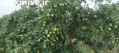 فروش گلابی اسپادانا و موشو در گروه خرید و فروش گلابی در یکمیوه -عکس4