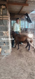 فروش قوچ هترو مناسب جفت گیری در گروه گاو و گوسفند و میش و بز کهره گوساله در یکمیوه