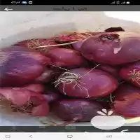 قیمت خرید پیاز قرمز در کرمانشاه در گروه خرید و فروش پیاز در یکمیوه